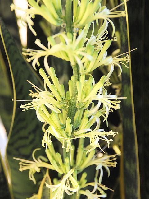 Photo of Snake Plant (Dracaena trifasciata) uploaded by WRRanch