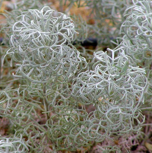 Photo of Curlicue Sage (Artemisia 'Seafoam') uploaded by robertduval14