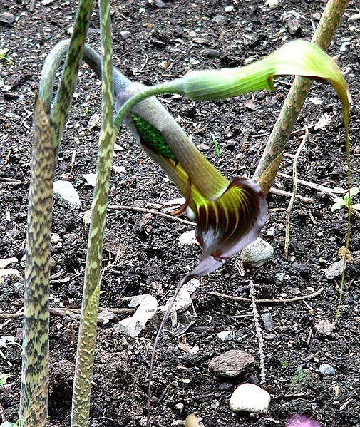 Photo of Jack in the Pulpit (Arisaema consanguineum) uploaded by robertduval14