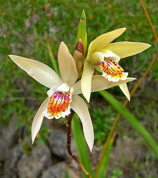 Photo of Chinese Ground Orchid (Bletilla ochracea) uploaded by robertduval14
