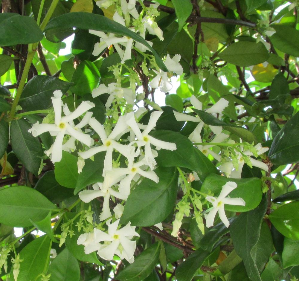 Photo of Star Jasmine (Trachelospermum jasminoides) uploaded by Dutchlady1