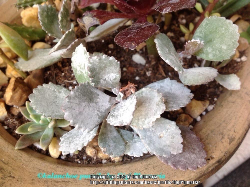 Photo of Flower Dust Plant (Kalanchoe pumila 'Silver Gray') uploaded by GigiPlumeria