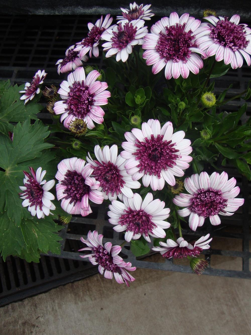 Photo of African Daisy (Osteospermum ecklonis 3D™ Berry White) uploaded by Paul2032