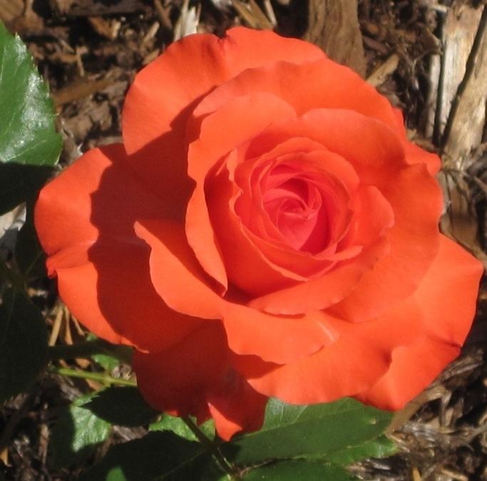 Photo of Rose (Rosa 'Trumpeter') uploaded by Skiekitty