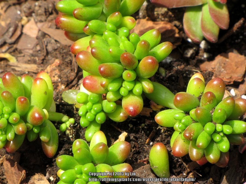 Photo of Jelly Bean (Sedum x rubrotinctum) uploaded by plantladylin