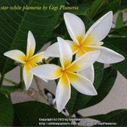 Location: Tampa, Florida
Date: Summer 2012
Star-white plumeria (container plumeria)