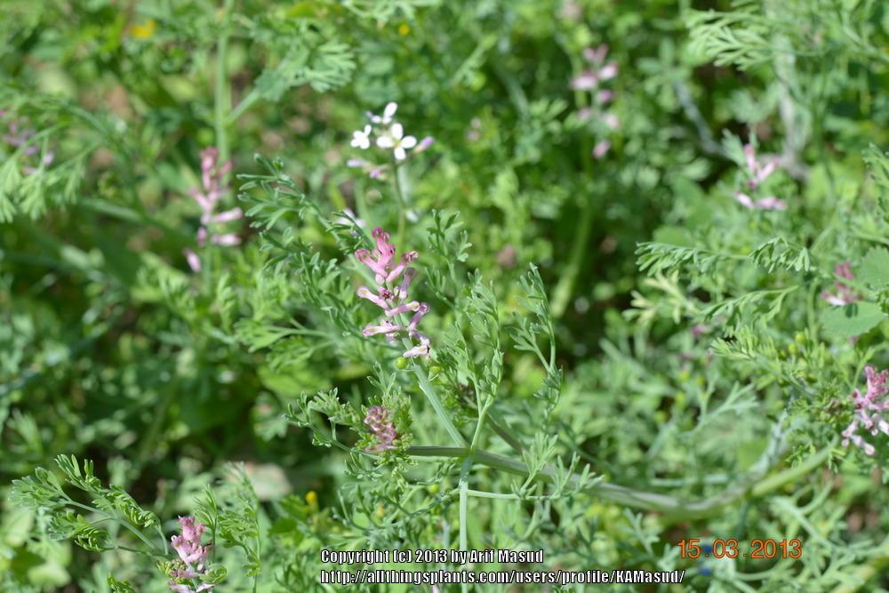 Photo of Common Fumitory (Fumaria officinalis) uploaded by KAMasud