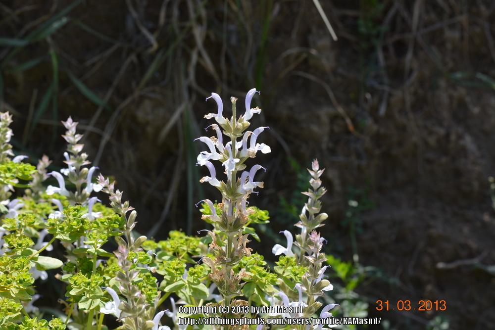 Photo of Clary Sage (Salvia sclarea) uploaded by KAMasud