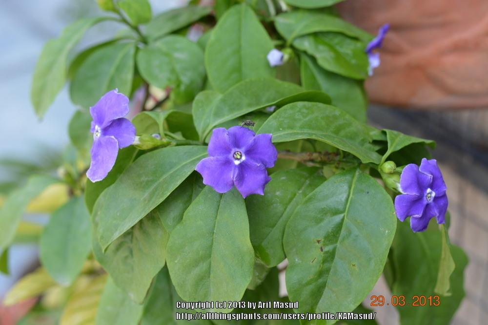 Photo of Yesterday, Today and Tomorrow (Brunfelsia pauciflora) uploaded by KAMasud