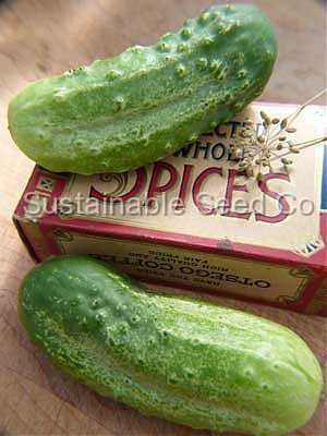 Photo of Cucumber (Cucumis sativus 'Boston Pickling') uploaded by vic
