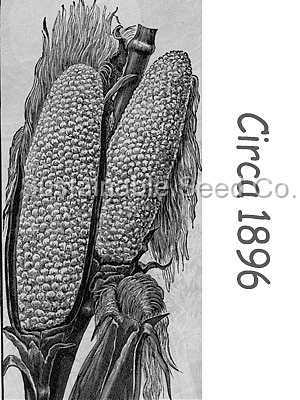 Photo of Sweet Corn (Zea mays subsp. mays 'Country Gentleman') uploaded by vic
