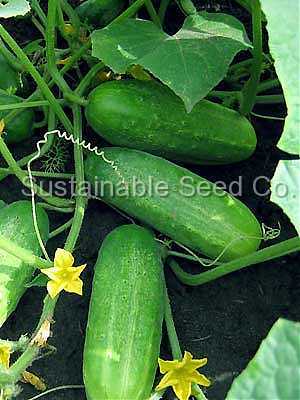 Photo of Cucumber (Cucumis sativus 'Snow's Fancy Pickling') uploaded by vic