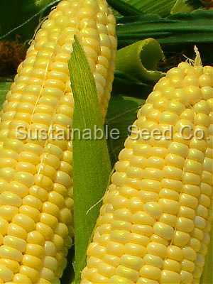 Photo of Sweet Corn (Zea mays subsp. mays 'Golden Bantam') uploaded by vic