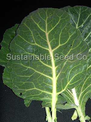 Photo of Collards (Brassica oleracea var. viridis 'Vates') uploaded by vic