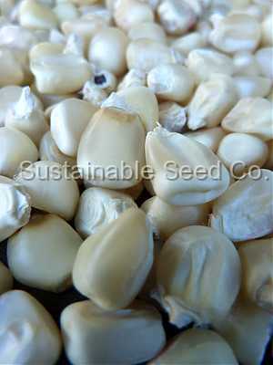 Photo of Sweet corn (Zea mays subsp. mays 'Truckers' Favorite Hybrid') uploaded by vic