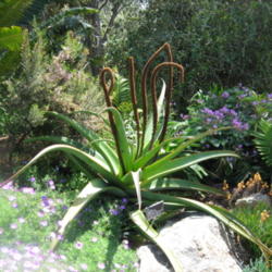 Location: San Diego Botanical Garden, Encinitas, California
Date: 2013-04-01