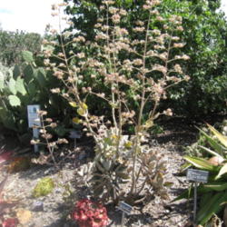 Location: San Diego Botanical Garden, Encinitas, California
Date: 2013-04-01