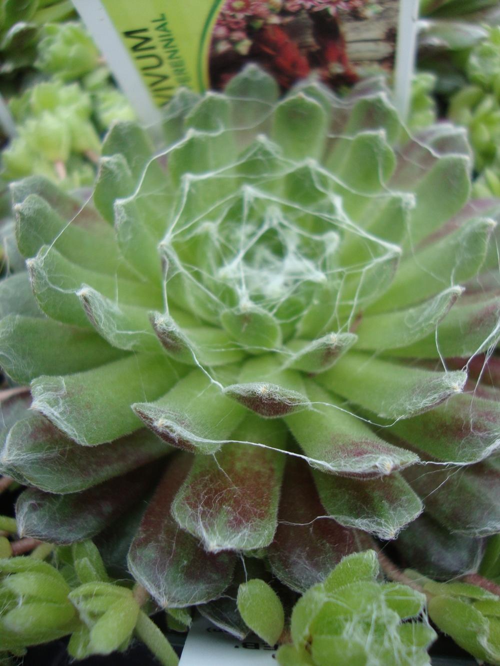 Photo of Hen and Chicks (Sempervivum 'Red Cobweb') uploaded by Paul2032