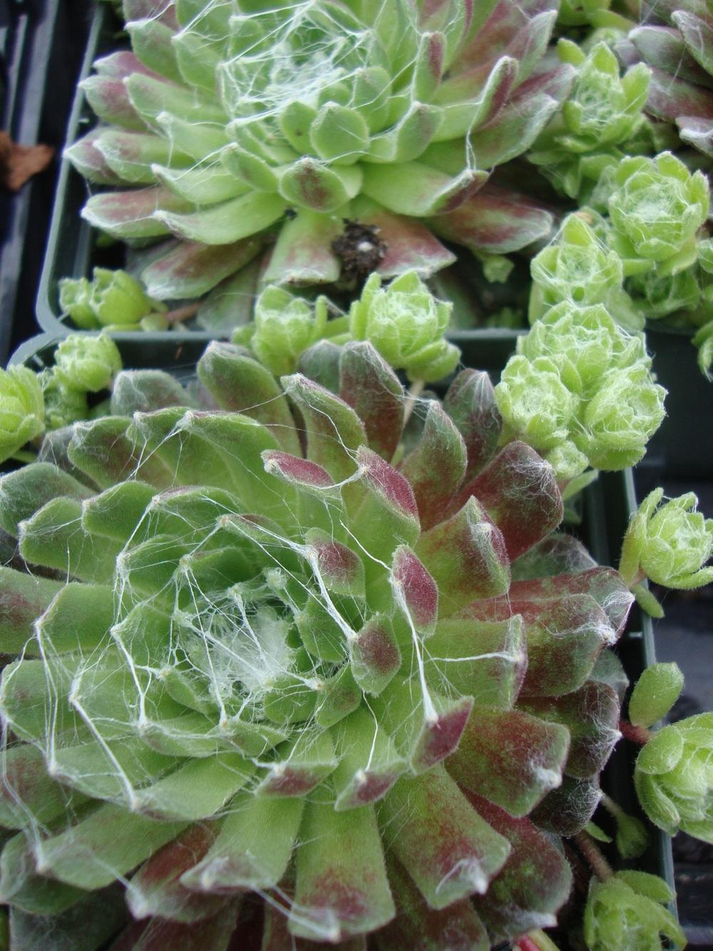 Photo of Hen and Chicks (Sempervivum 'Red Cobweb') uploaded by Paul2032