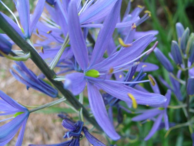 Photo of Camassia (Camassia leichtlinii 'Caerulea') uploaded by blue23rose