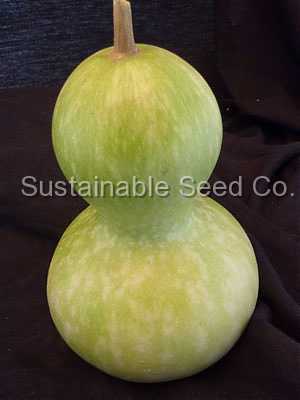 Photo of Hard-shelled Gourd (Lagenaria siceraria 'Birdhouse') uploaded by vic