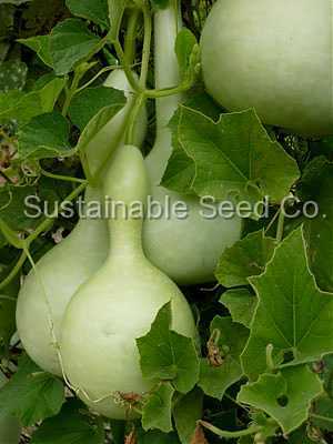 Photo of Hard-shelled Gourd (Lagenaria siceraria 'Birdhouse') uploaded by vic
