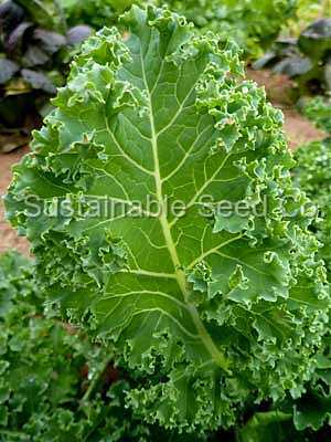 Photo of Kale (Brassica oleracea 'Dwarf Blue Curled Scotch') uploaded by vic