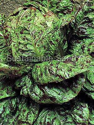Photo of Lettuce (Lactuca sativa 'Forellenschluss') uploaded by vic