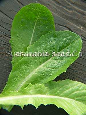 Photo of Lettuce (Lactuca sativa 'Parris Island') uploaded by vic