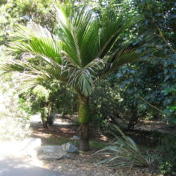 Location: San Diego Botanical Garden, Encinitas, California
Date: 2013-04-02