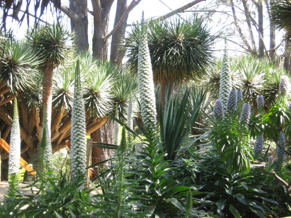 Photo of Tower of Jewels (Echium simplex) uploaded by wcgypsy