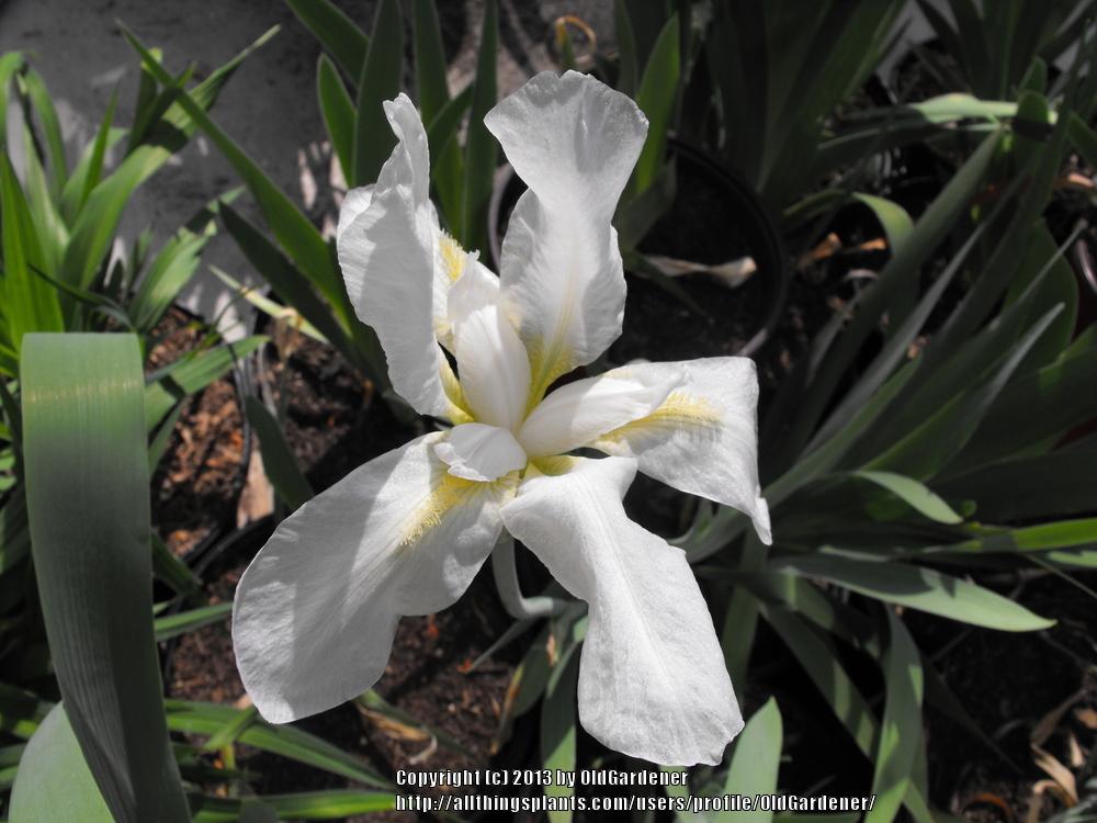Photo of Species Iris (Iris albicans) uploaded by OldGardener