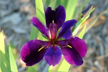 Photo of Louisiana Iris (Iris 'Black Gamecock') uploaded by eclayne