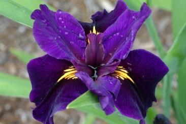Photo of Louisiana Iris (Iris 'Henry Rowlan') uploaded by eclayne
