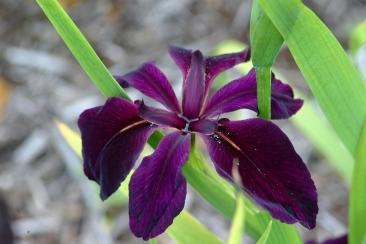 Photo of Louisiana Iris (Iris 'Black Widow') uploaded by eclayne