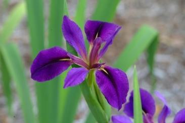 Photo of Louisiana Iris (Iris 'Dorothea K. Williamson') uploaded by eclayne