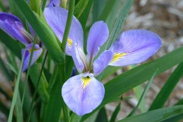 Photo of Species Iris (Iris giganticaerulea) uploaded by eclayne