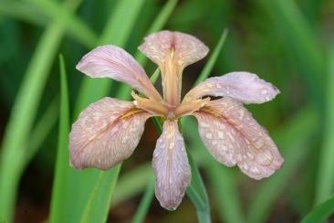 Photo of Species Iris (Iris fulva 'Bayou Bandit') uploaded by eclayne