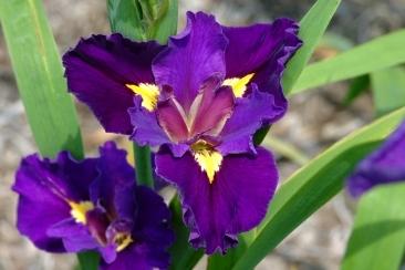 Photo of Louisiana Iris (Iris 'Kentucky Cajun') uploaded by eclayne