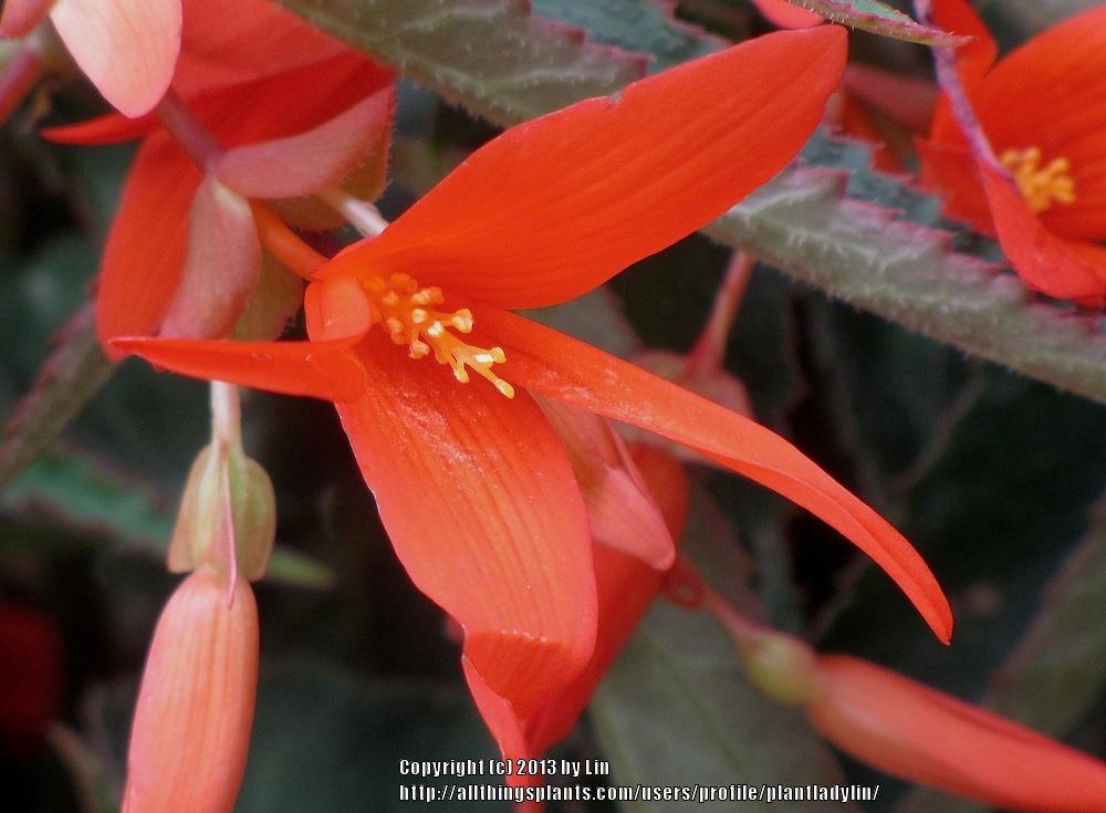 Photo of Begonia (Begonia boliviensis Bonfire®) uploaded by plantladylin
