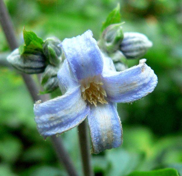 Photo of Tube Clematis (Clematis heracleifolia) uploaded by robertduval14