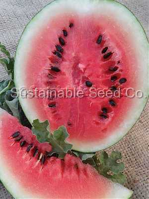 Photo of Watermelon (Citrullus lanatus 'Sugar Baby') uploaded by vic