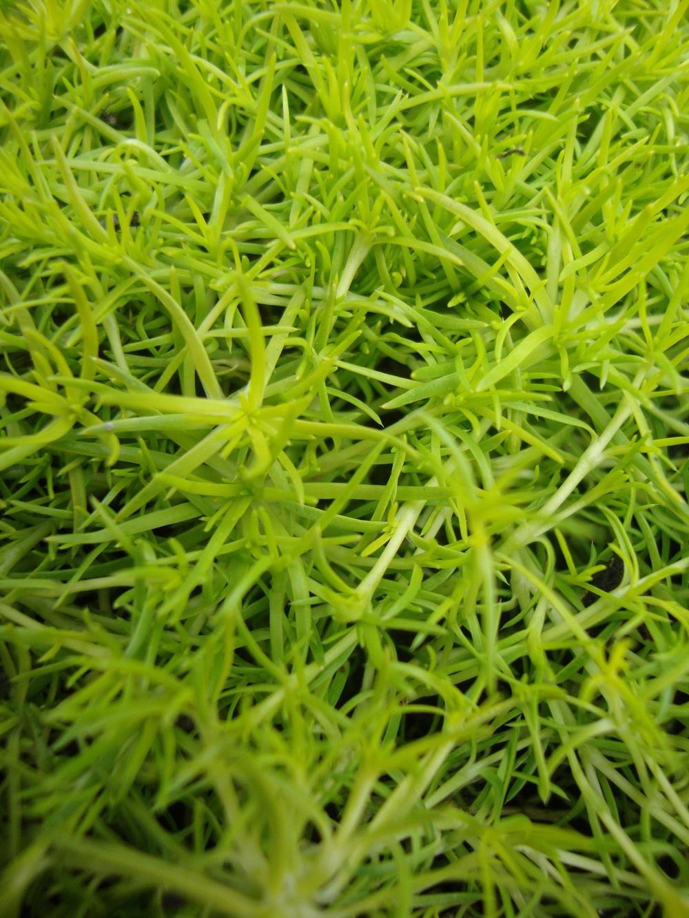 Photo of Scotch Moss (Sagina subulata 'Aurea') uploaded by Paul2032