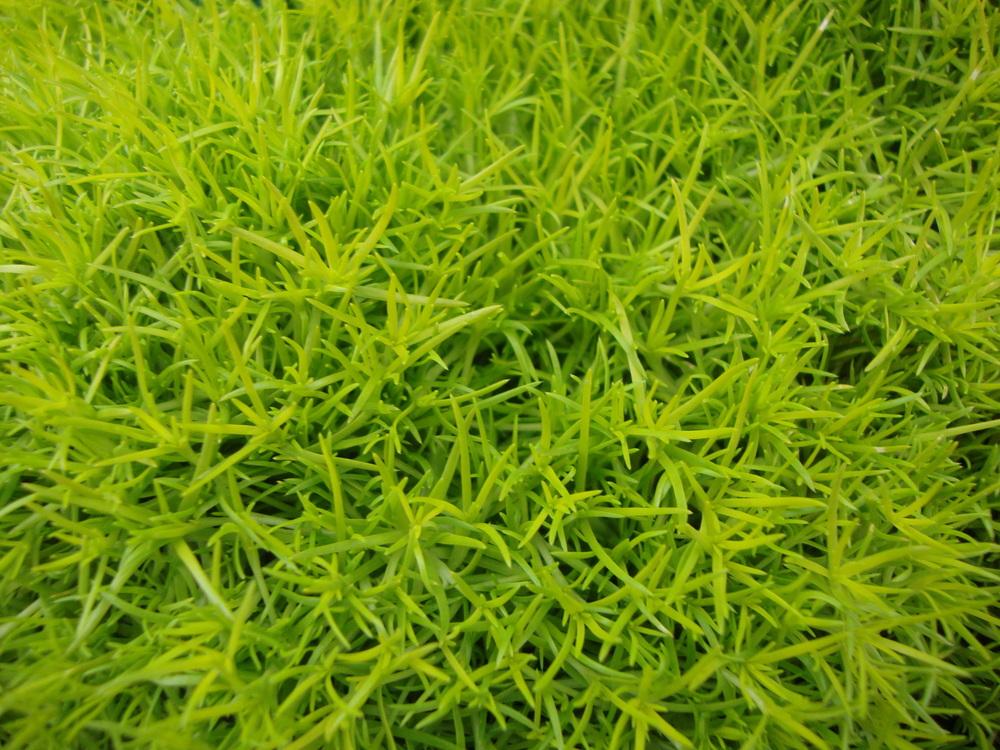 Photo of Scotch Moss (Sagina subulata 'Aurea') uploaded by Paul2032