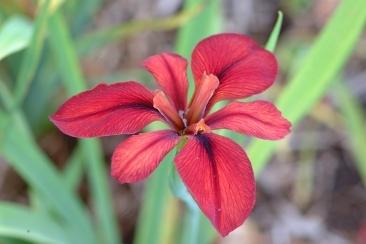 Photo of Louisiana Iris (Iris 'Red Dazzler') uploaded by eclayne