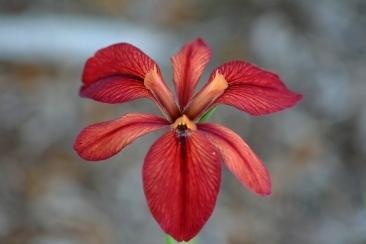 Photo of Louisiana Iris (Iris 'Red Echo') uploaded by eclayne