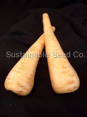 Photo of Parsnip (Pastinaca sativa 'All American') uploaded by vic