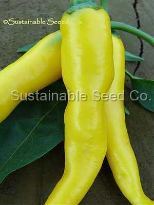 Photo of Hot Pepper (Capsicum annuum 'Golden Cayenne') uploaded by vic