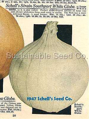 Photo of Garden Onion (Allium cepa 'Southport White Globe') uploaded by vic