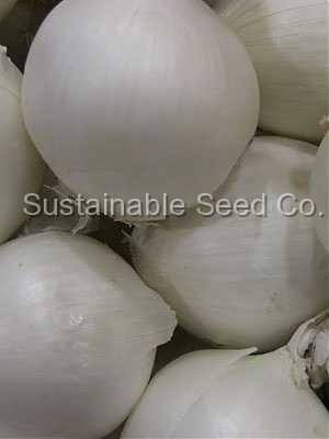 Photo of Garden Onion (Allium cepa 'Southport White Globe') uploaded by vic